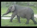 11.12.07 6.04pm Long Tusker Elephant at Nkorho 11.12.07 6.04pm Long Tusker Elephant at Nkorho