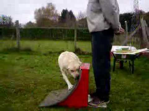 fly-ball urgo feinte