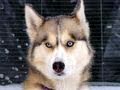 Siberian Husky