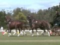 Gavin Robson - Four in Hand of Dutch Warmbloods