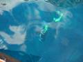 videos de Tauchen (Diving) in Campese, Isola del Giglio, Italy # 3