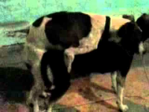 Cachorro Tracou a Cadela