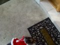 Micro Mini Pig in Her Santa Costume