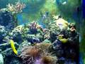 Coral reef exhibit at Okahoma Aquarium