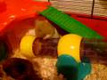 My Cute Lil Hamster