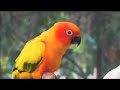 Beatboxer Adam Matta & Kimba Part 2