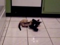 kitten vs rc car