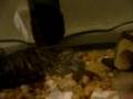 Turtle VS Tadpole