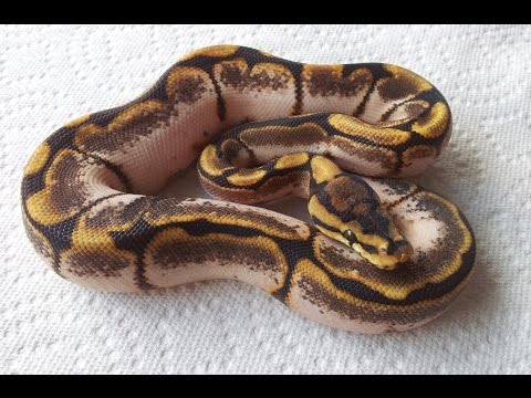 YouTube reptile video