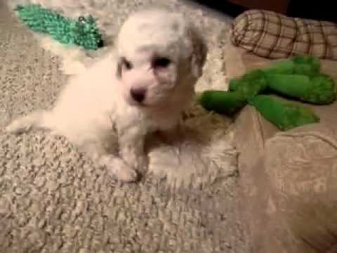 Fritz...Cute BichonPoo boy!!