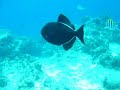 Kirk's first Scuba Dive!!
