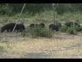 Ver Video
