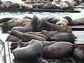 Mad Sea Lions at Fisherman\ Mad Sea Lions at Fisherman\