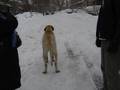 videos de Biggest Dog Ever