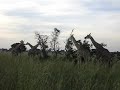 Giraffes eating in Murchison Falls Giraffes eating in Murchison Falls