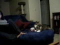 videos de 2_6_4