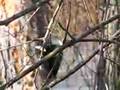 Pileated woodpecker with call