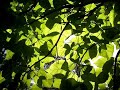 Orchestral Suite in D - J.S. Bach - sung by Libera Orchestral Suite in D - J.S. Bach - sung by Libera