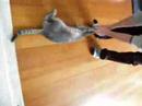 Brother likes to be dragged when he's not busy with other things...