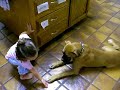Boxer