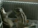 Kung Fu Tamia Kung Fu Tamia