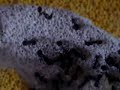 Messor muticus- polygyn colony in ytong nest