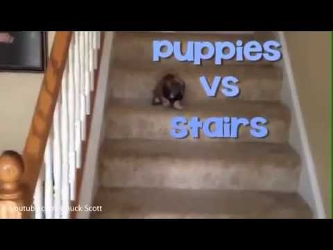 Cute Puppies vs. Stairs Compilation