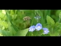 Large bee fly Large bee fly