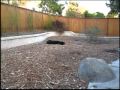 Kiera's Backyard Fun