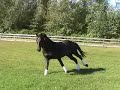 Sagnol 2001 Oldenburg Stallion Sandro Hit x Landadel
