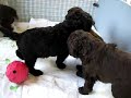Little Bitty Australian Labradoodles at 4 weeks Little Bitty Australian Labradoodles at 4 weeks
