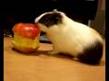 videos de P1130962