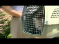 Rusty the red panda captured after escape - YouTube