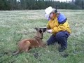 malinois daneskjold pippi tracking