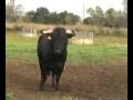 videos de Jonquieres st vincent