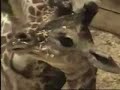 The Fort Wayne Children's Zoo welcomed a baby giraffe to the herd on Sunday, August 5th, 2007. After a 15-month pregnancy, female giraffe Zuri delivered a healthy baby boy at about 12:15 P.M. in the African Journey barn. This is the first successful giraffe birth at the zoo since 1996. Zoo Veterinarian Dr. Joe Smith gave Jafari his first physical Monday, August 6th, 2007 in the afternoon and he pronounced him to be in excellent health. Jafari currently weighs 136 pounds and stands 6' 5