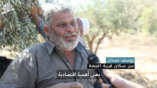 انطلاق موسم قطف الزيتون في قرية الجبعة قضاء بيت لحم