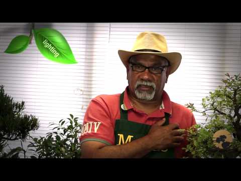 how to fertilize chinese elm bonsai