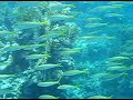 Click here to watch this video Dive like an Egyptian!!! Marsa Alam 2006