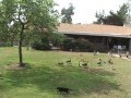 Cat House on the Kings