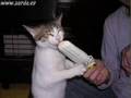 Hermozos Gatitos Neko chan