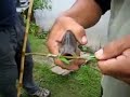 Piranja pirana Piranja pirana