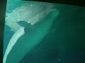 beluga - l'oceanografic 2
