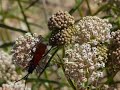 Tarantula Wasp on Asclepias fascicularis Tarantula Wasp on Asclepias fascicularis