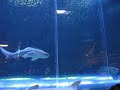 hongkong Ocean park videos 2 shark Aquariam