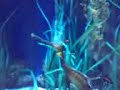 Acasalamento dos meus Bettas 