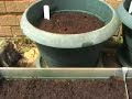 Growing vegetables | 33 things to do Growing vegetables | 33 things to do