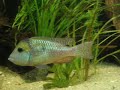 South America Cichlids