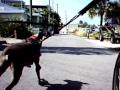 Weimaraner dog sledding in Florida