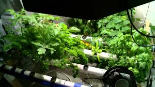 Hydroponic Garden Timelapse
